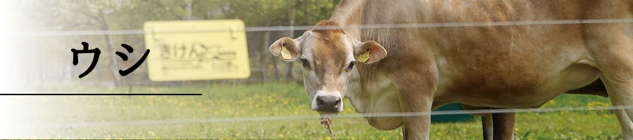specification_main_cow00