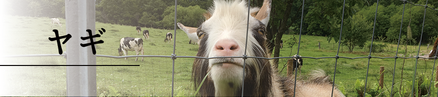 specification_main_goat00