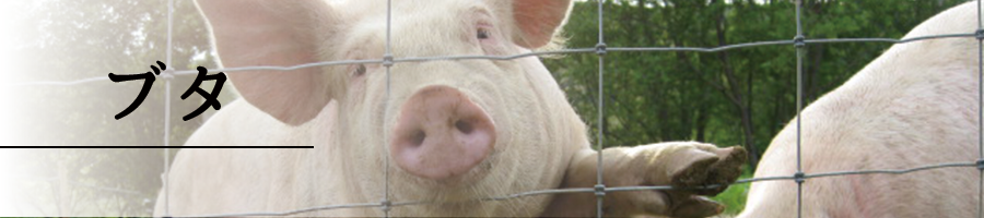 specification_main_pig00