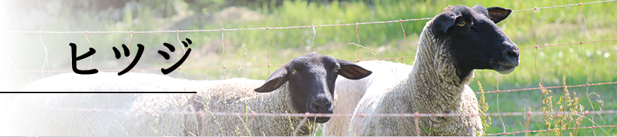 specification_main_sheep00