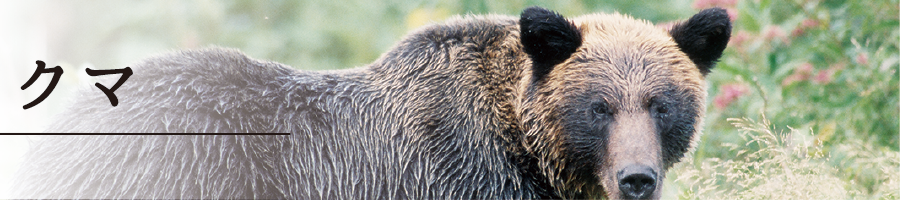 specification_main_bear00