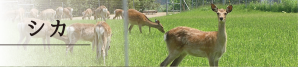 specification_main_deer00