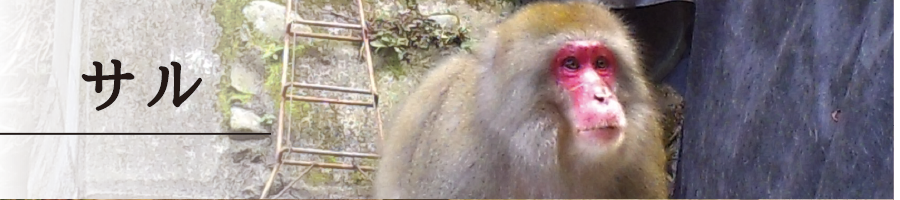 specification_main_monkey00