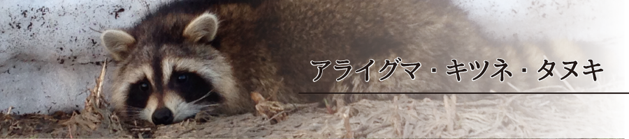 specification_main_racoon00