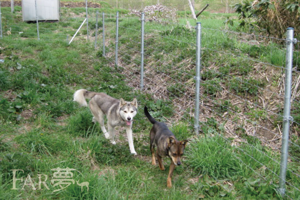 犬用ドッグランにも フィールドフェンス ファームエイジ株式会社 電気柵を用いた放牧 野生動物対策で持続可能な未来へ