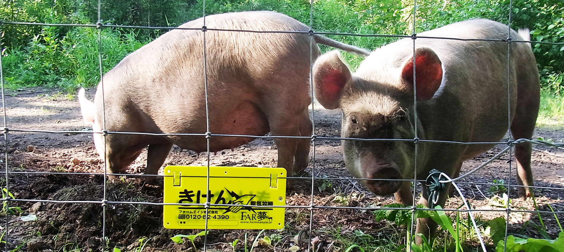 ファームエイジ株式会社 電気柵を用いた放牧 野生動物対策で持続可能な未来へ ファームエイジ株式会社 電気柵 を用いた放牧 野生動物対策で持続可能な未来へ